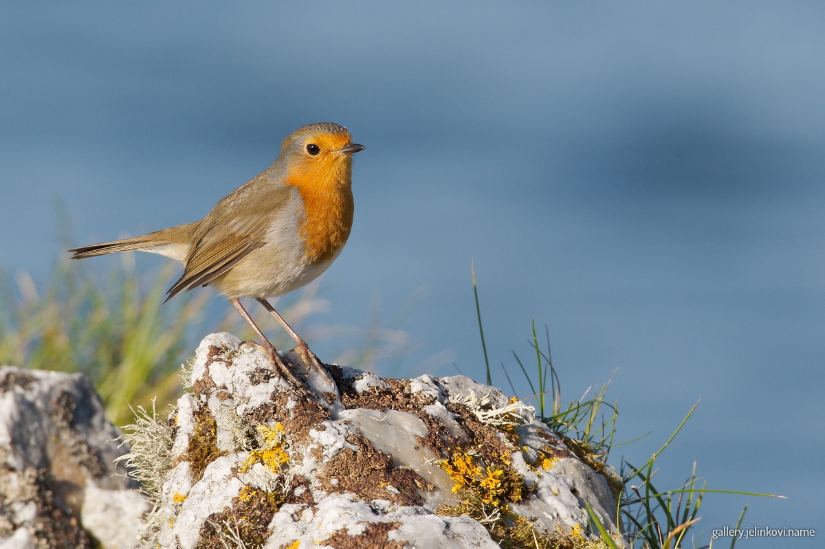 European robin