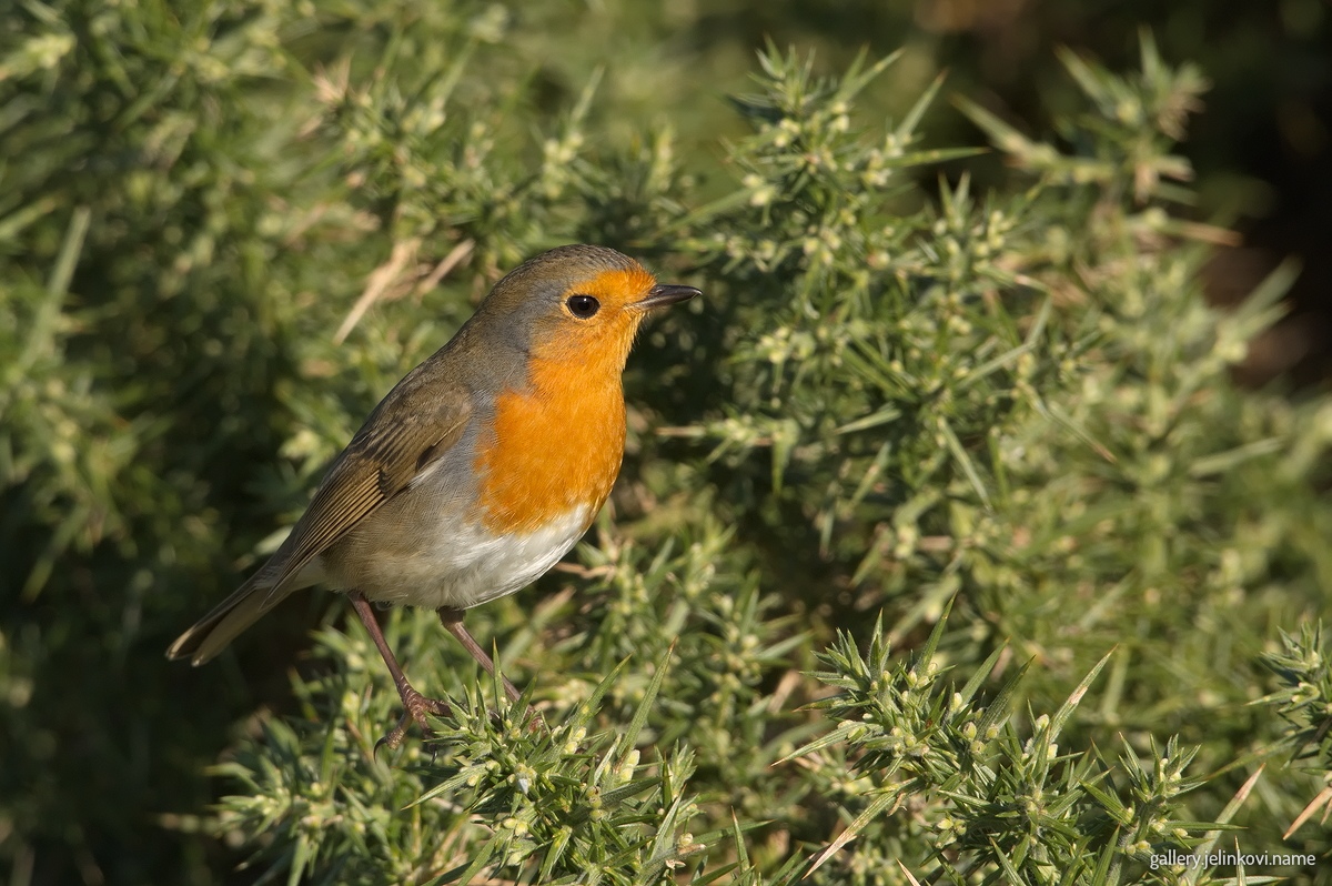 European robin