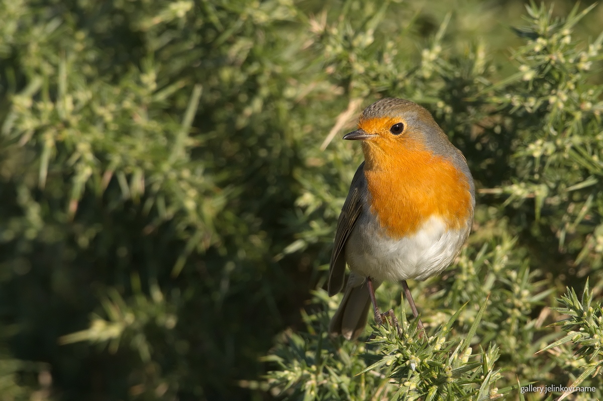 European robin