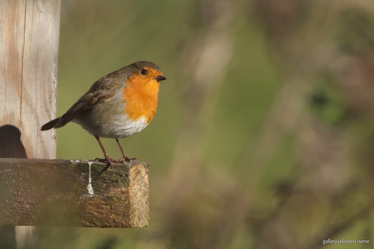 Hey, it wasn't me...