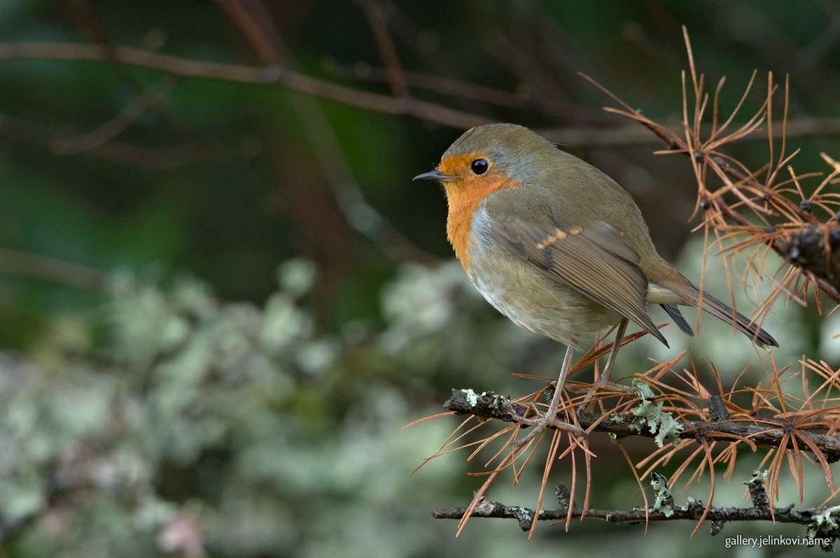 European robin