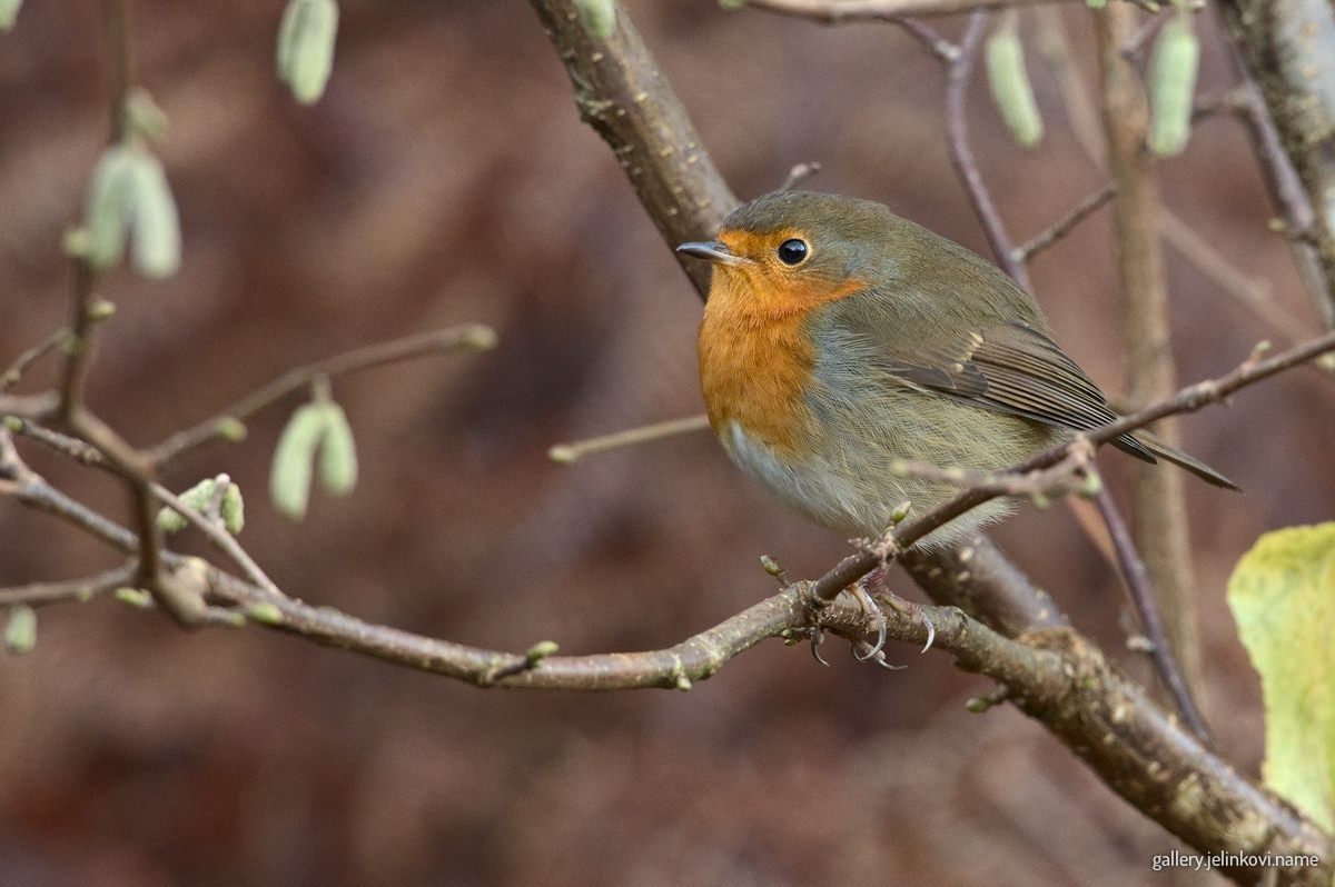 European robin
