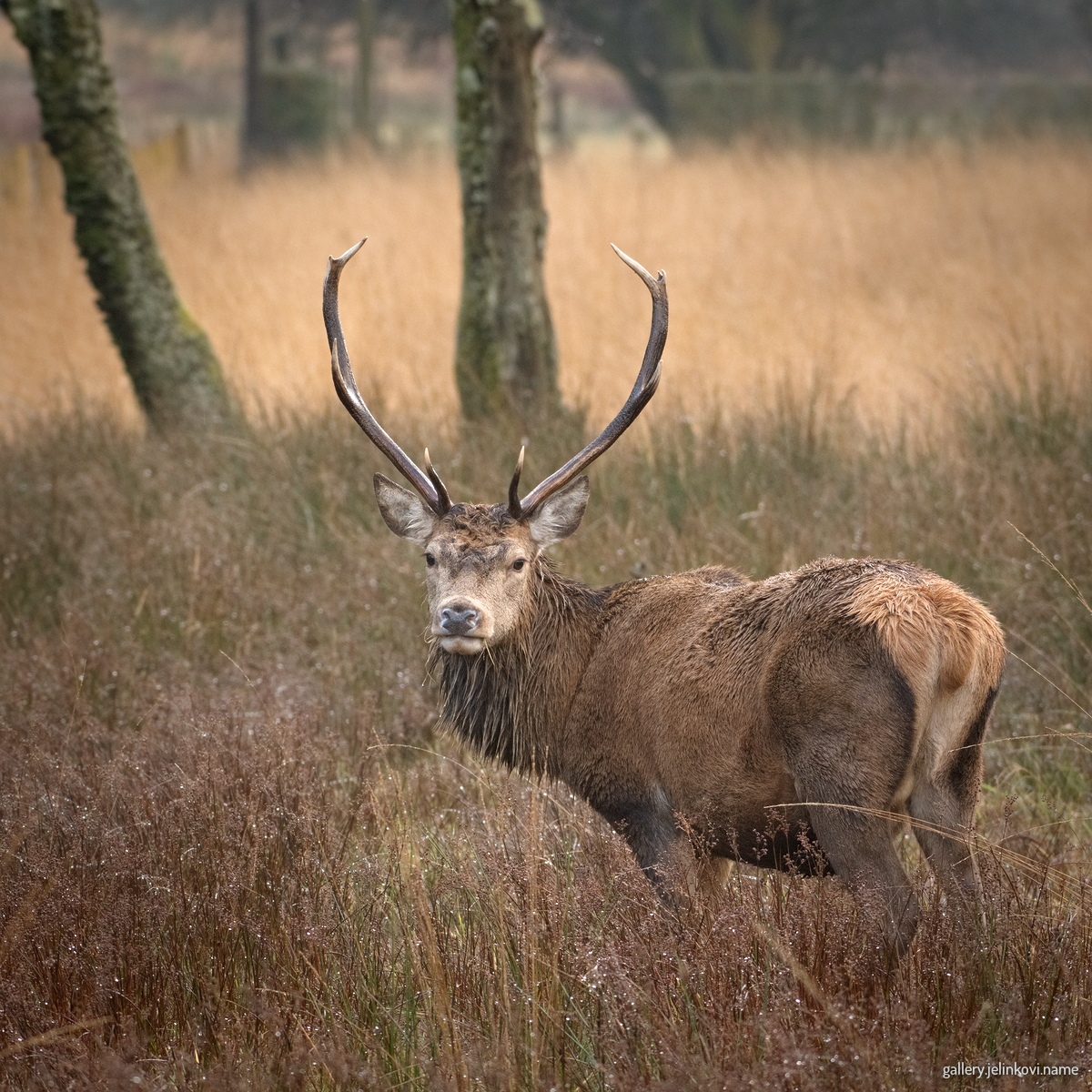 Red deer (Cervus elaphus)