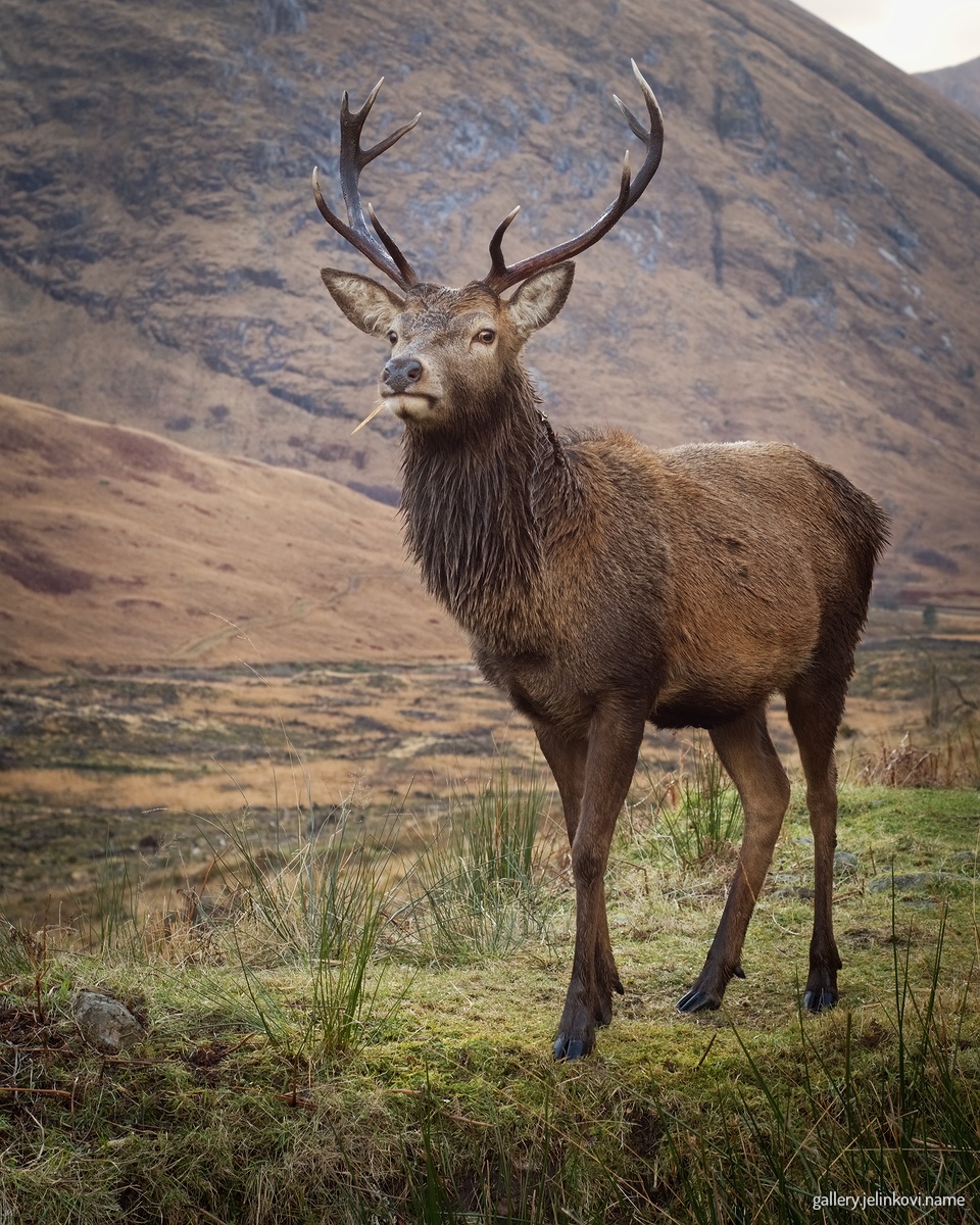 Red deer (Cervus elaphus)