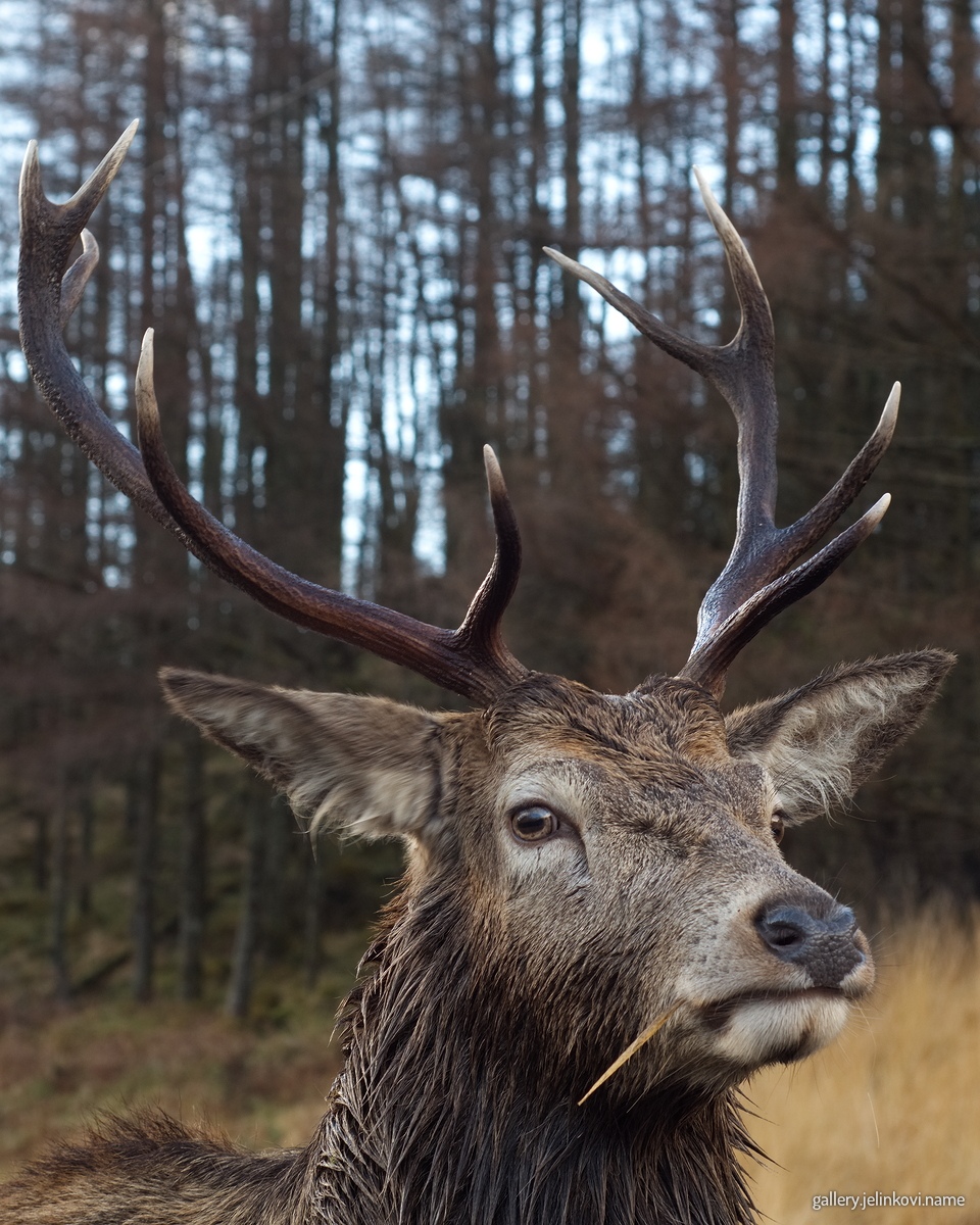 Red deer (Cervus elaphus)