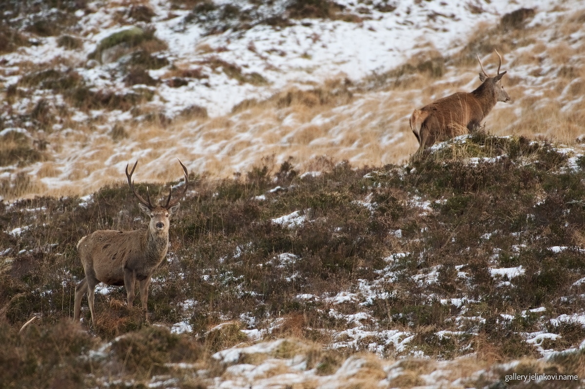 Red deer (Cervus elaphus)