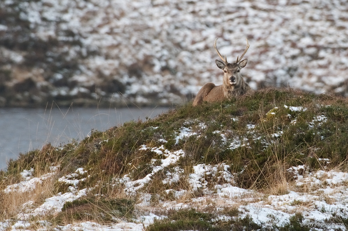 Red deer (Cervus elaphus)