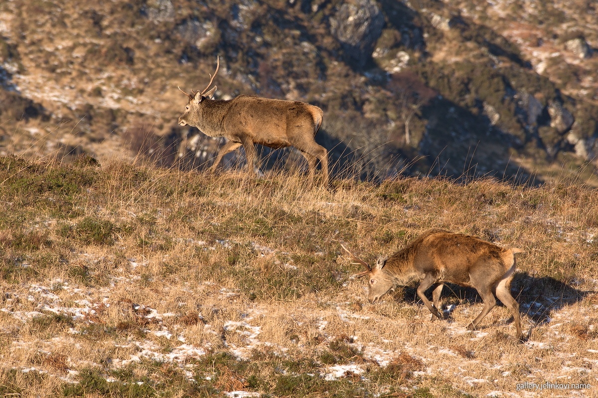 Red deer (Cervus elaphus)