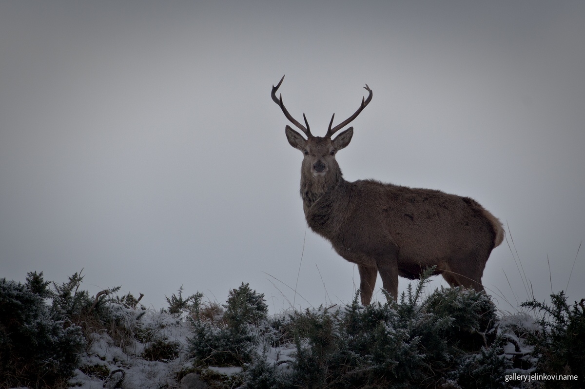 Red deer (Cervus elaphus)