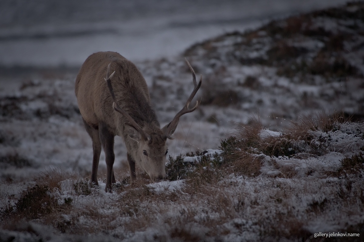 Red deer (Cervus elaphus)