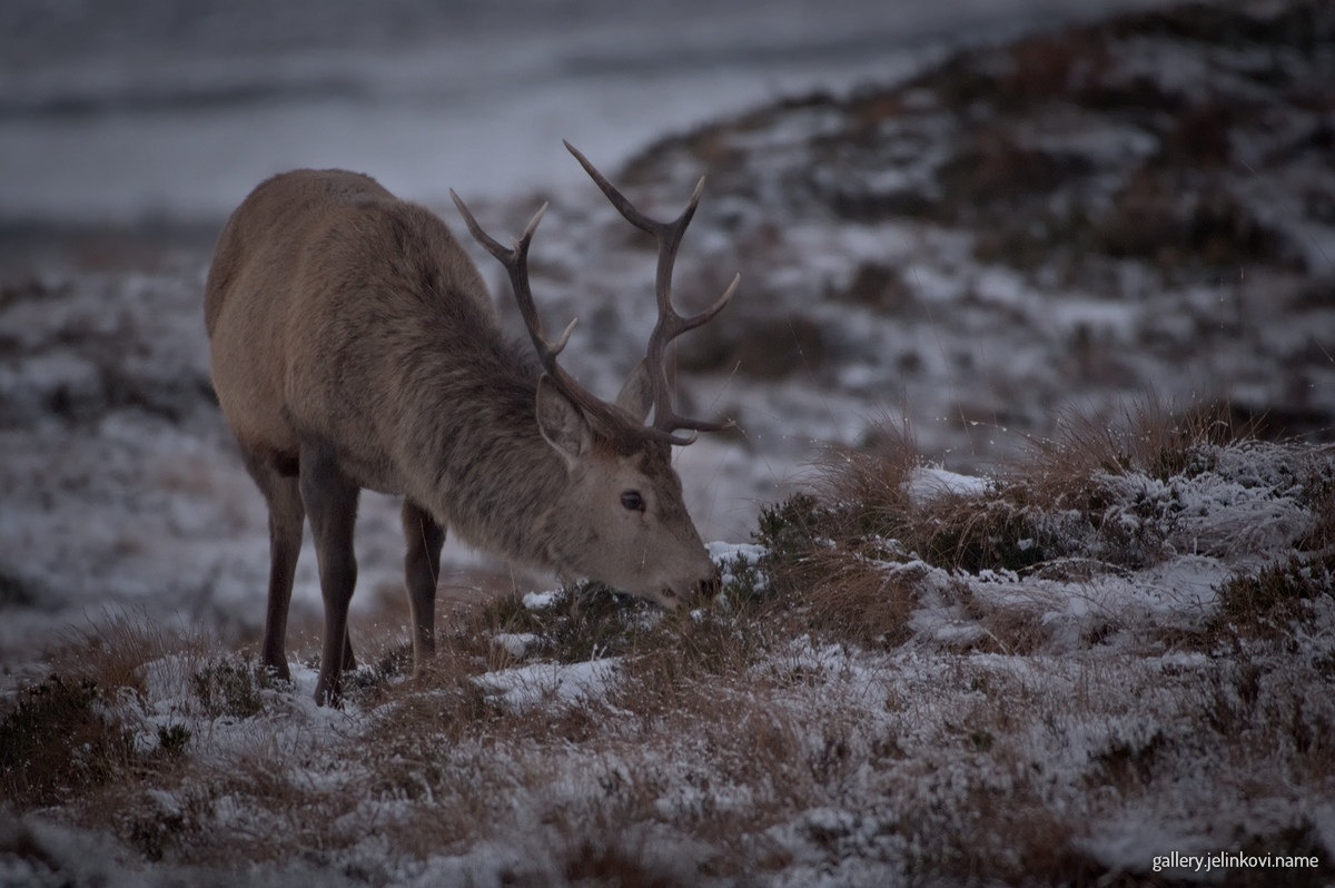 Red deer (Cervus elaphus)