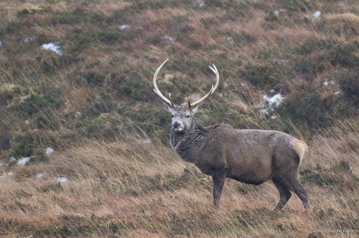 Red deer (Cervus elaphus)