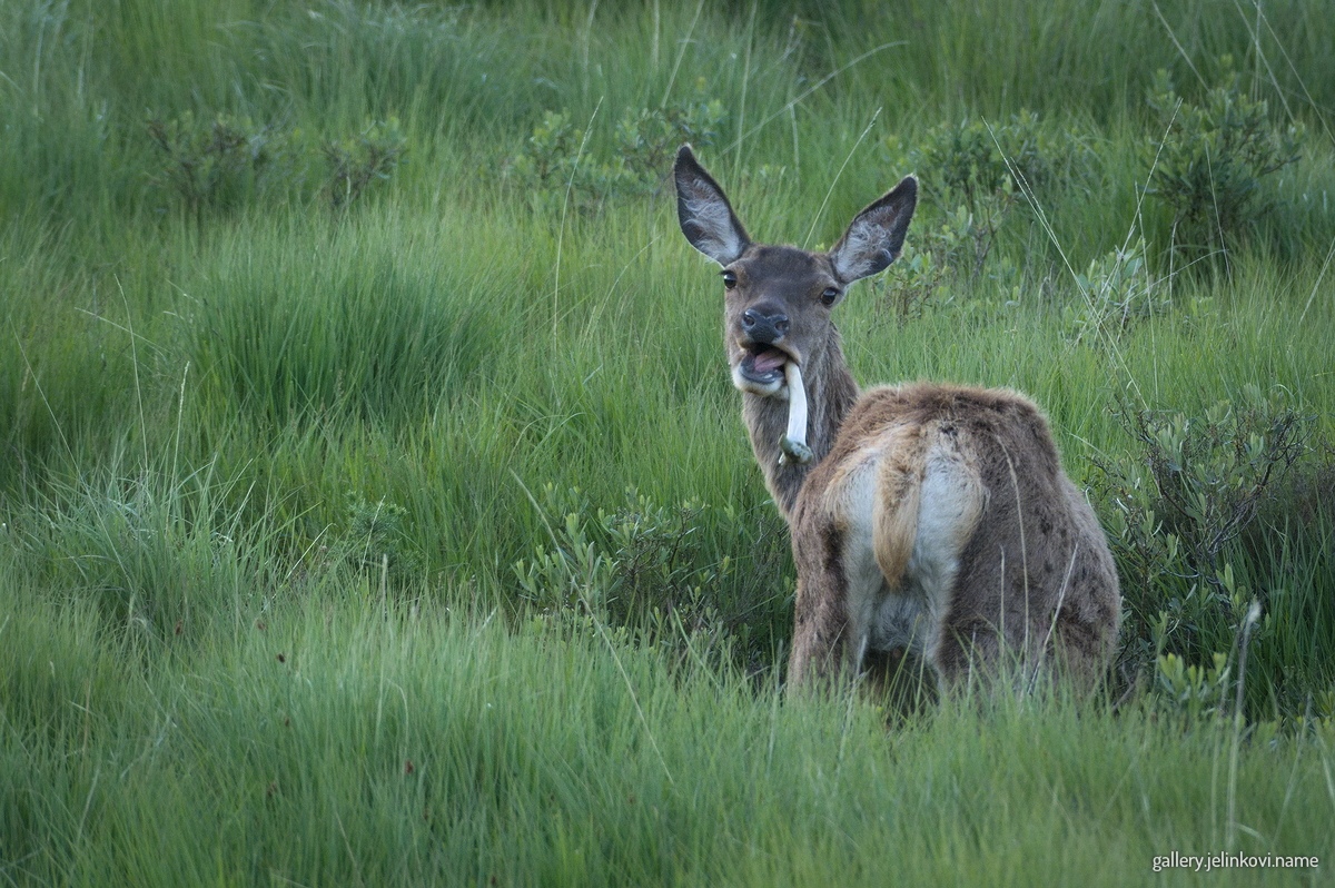 Red deer chewing on a bone