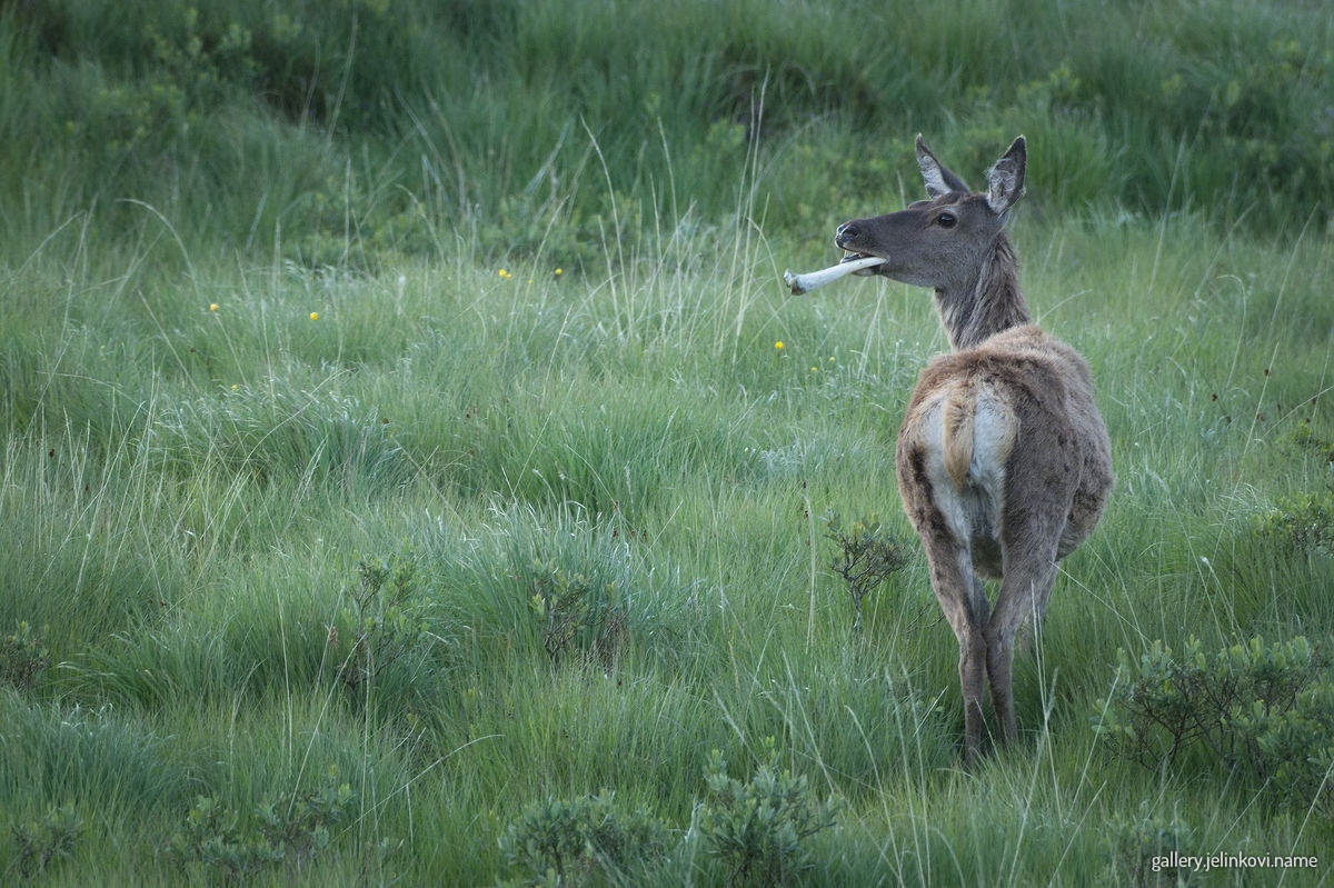 Red deer chewing on a bone