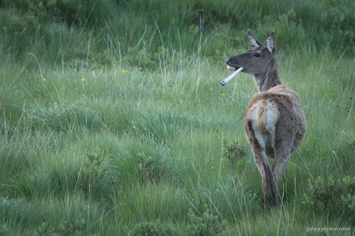 Red deer chewing on a bone