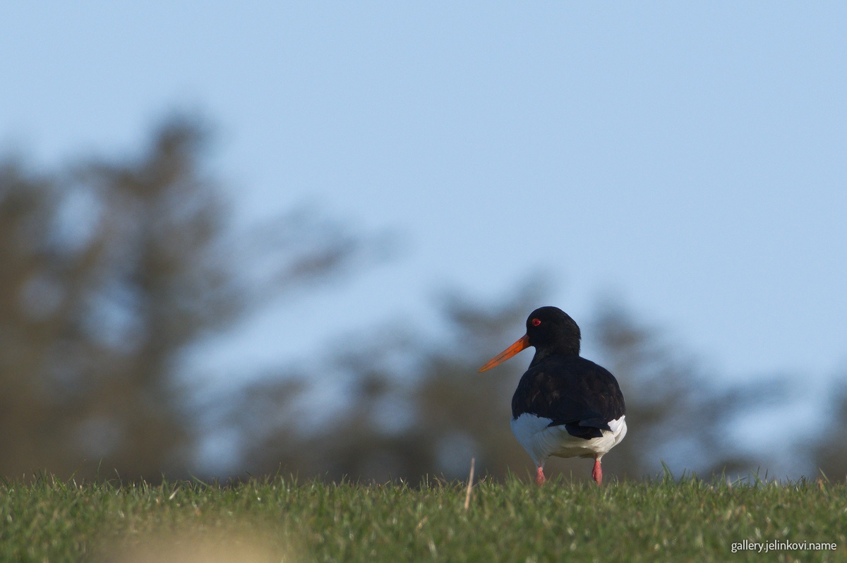 Oystercatcher