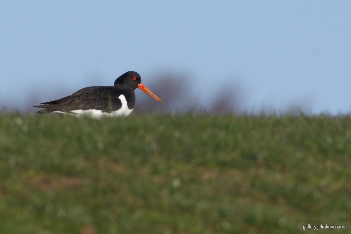 Oystercatcher