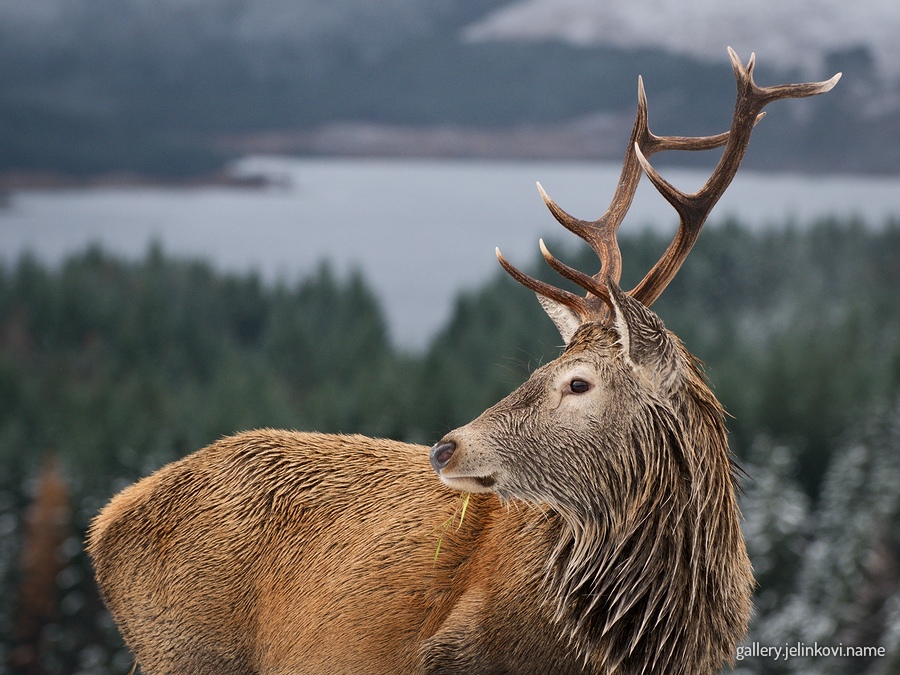 Red deer (Cervus elaphus)