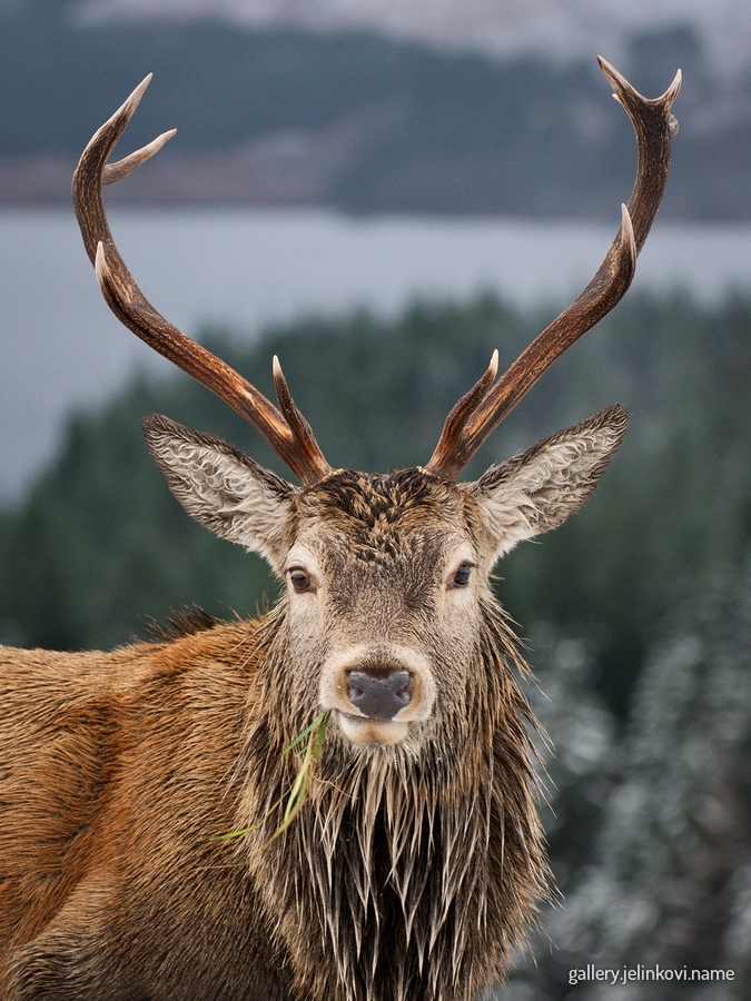 Red deer (Cervus elaphus)
