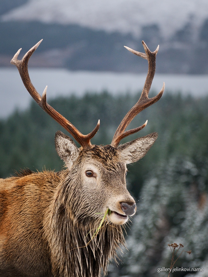 Red deer (Cervus elaphus)