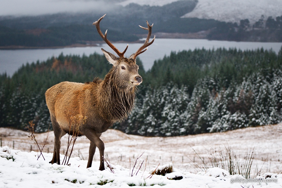 Red deer (Cervus elaphus)