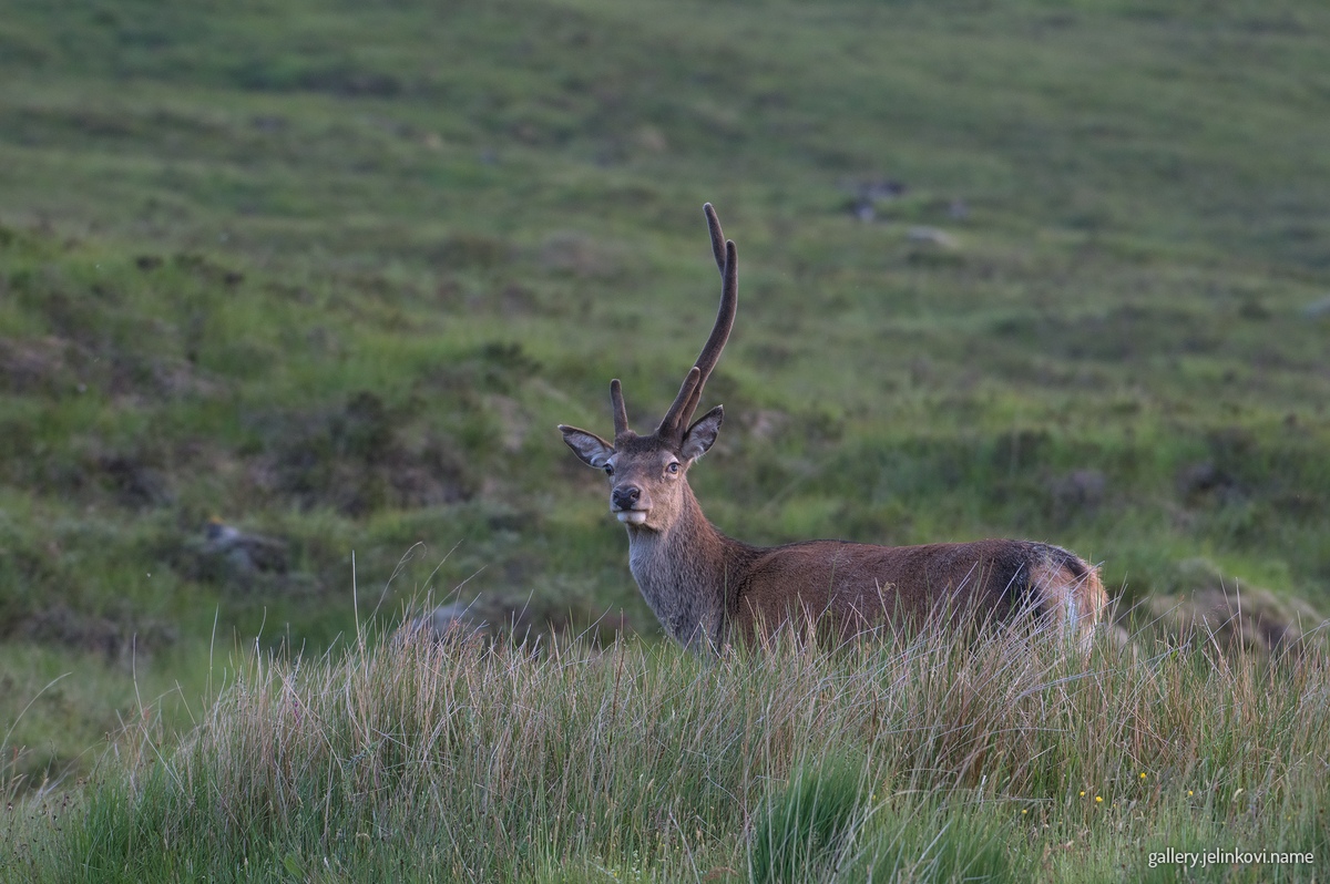 Red deer (Cervus elaphus)