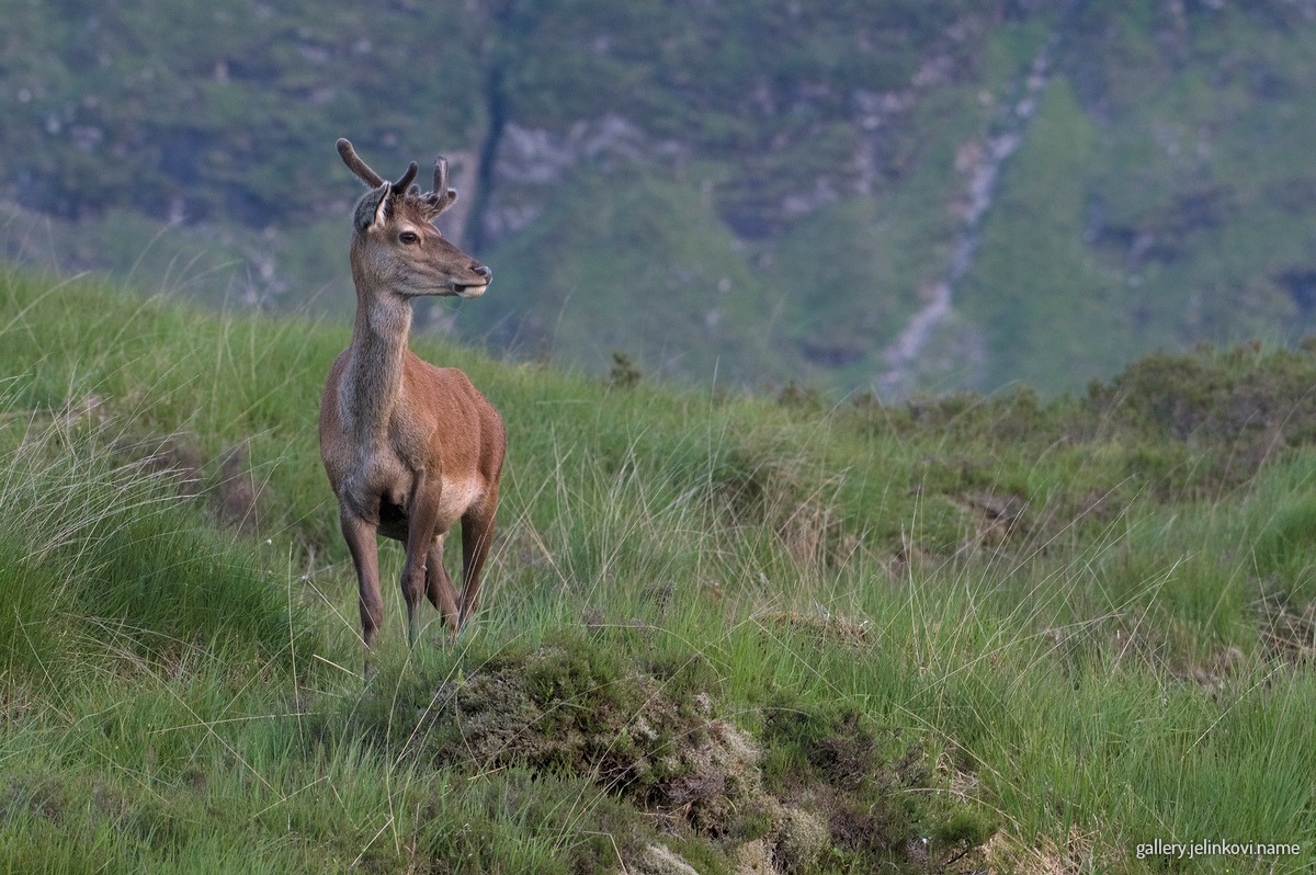 Red deer (Cervus elaphus)