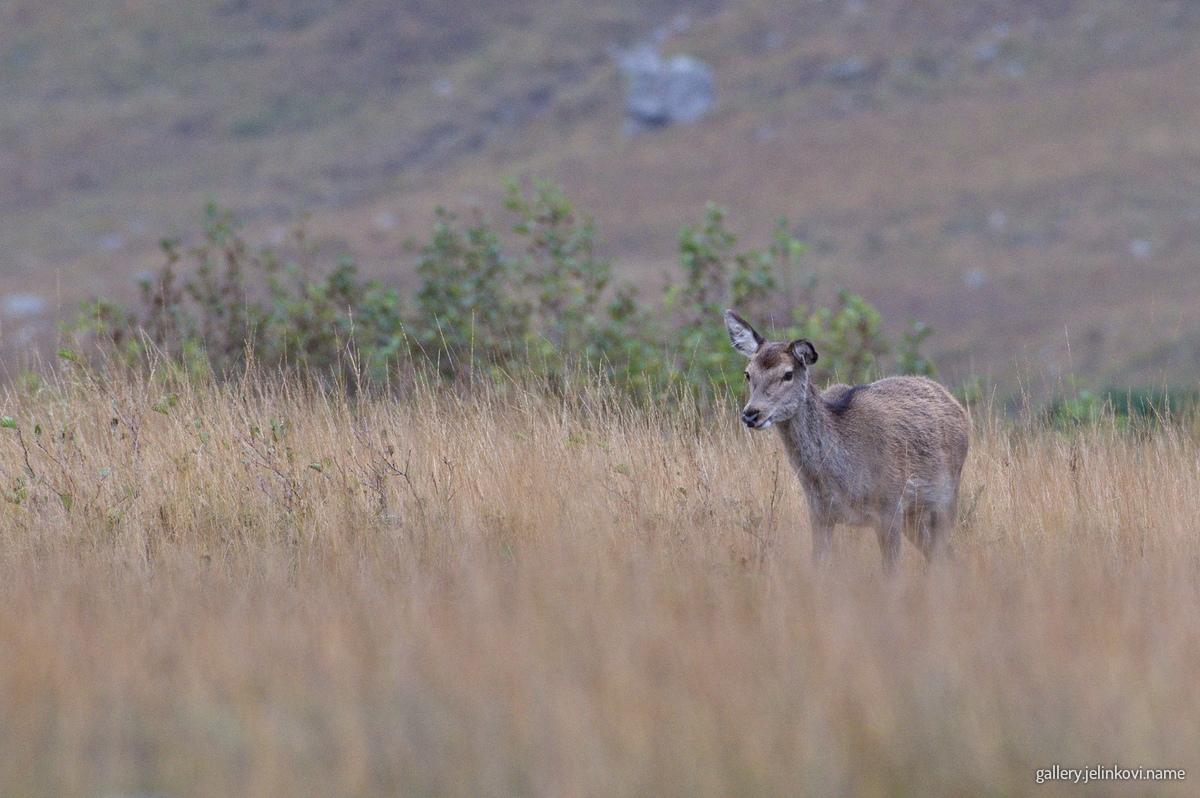 Roe deer (Capreolus capreolus)