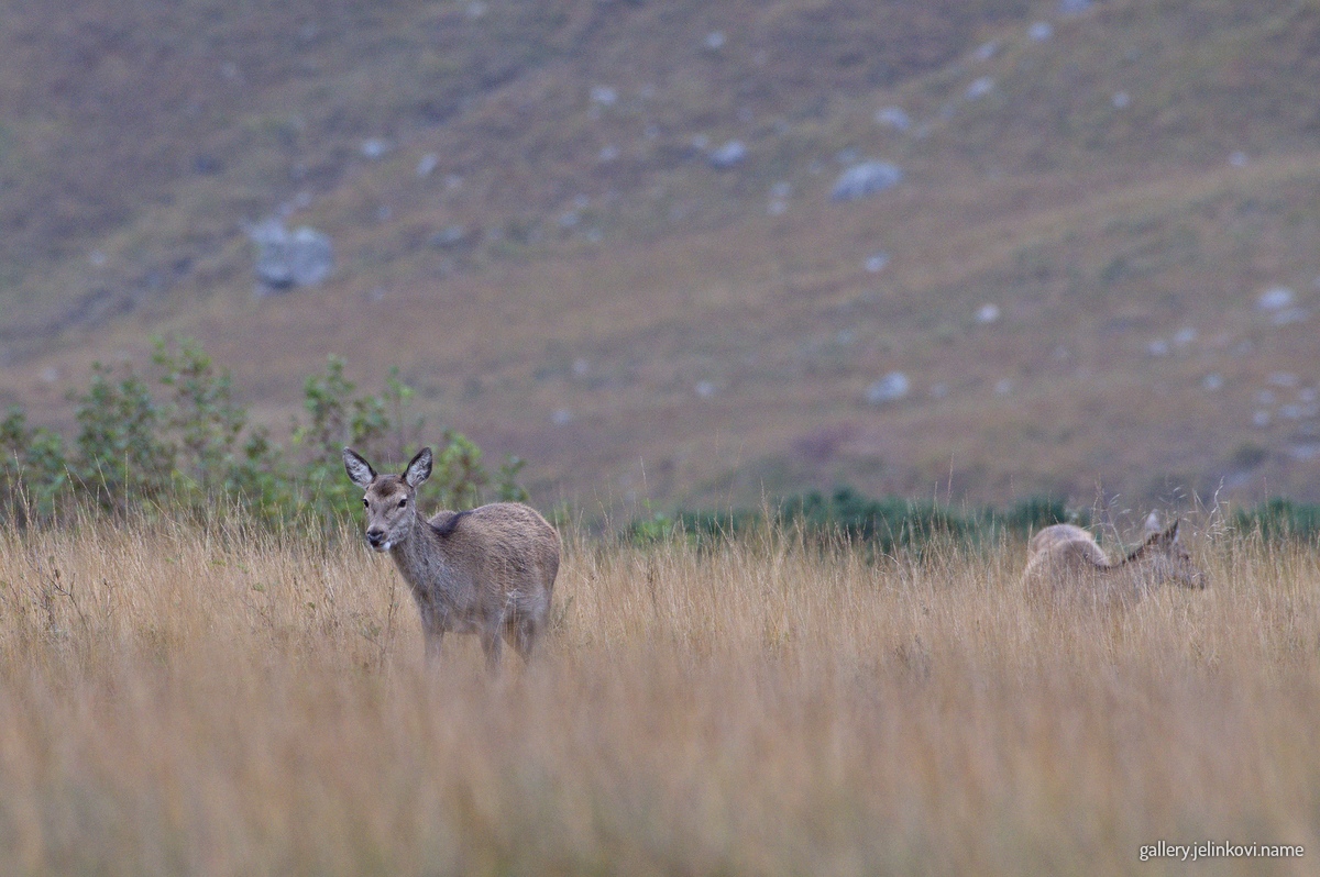 Roe deer (Capreolus capreolus)