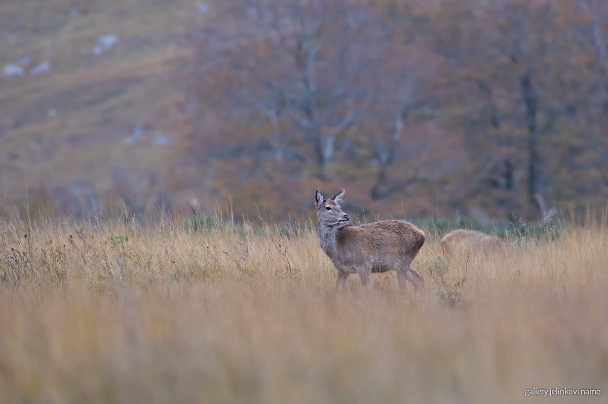 Roe deer (Capreolus capreolus)