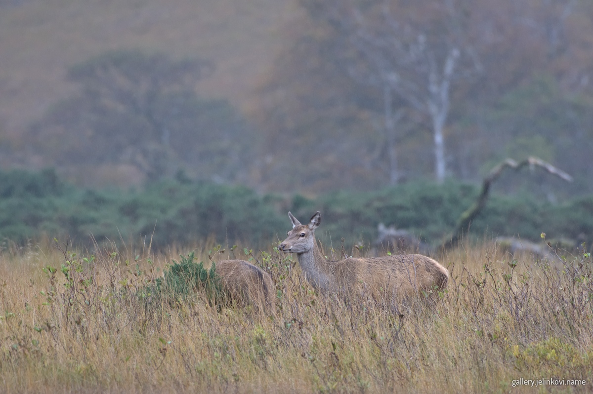 Roe deer (Capreolus capreolus)