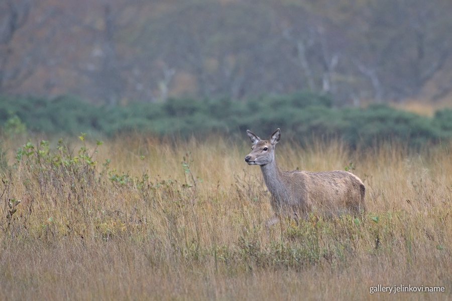 Roe deer (Capreolus capreolus)