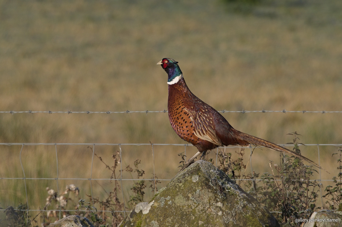 pheasant