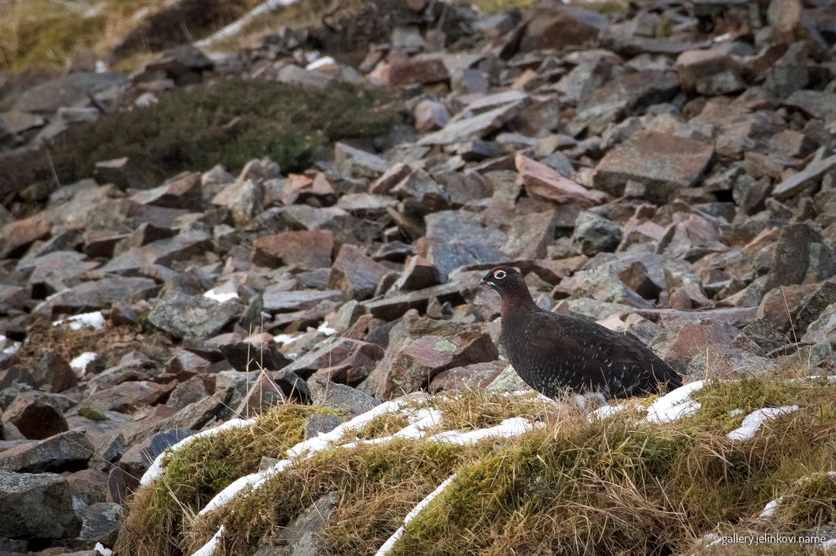 red grouse