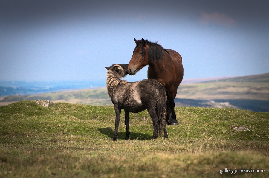 Dartmoor National Park