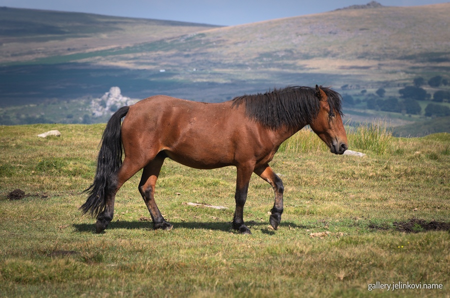 Dartmoor National Park