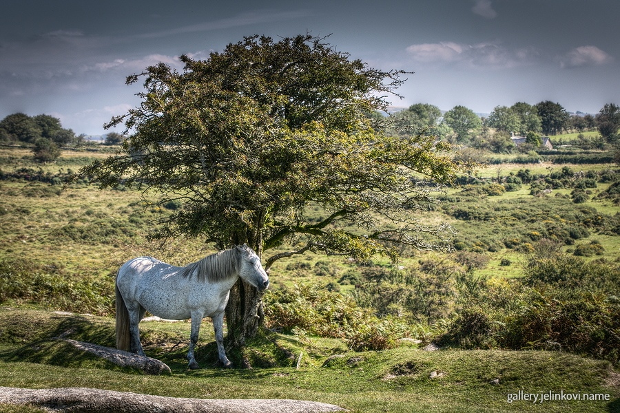 Dartmoor National Park