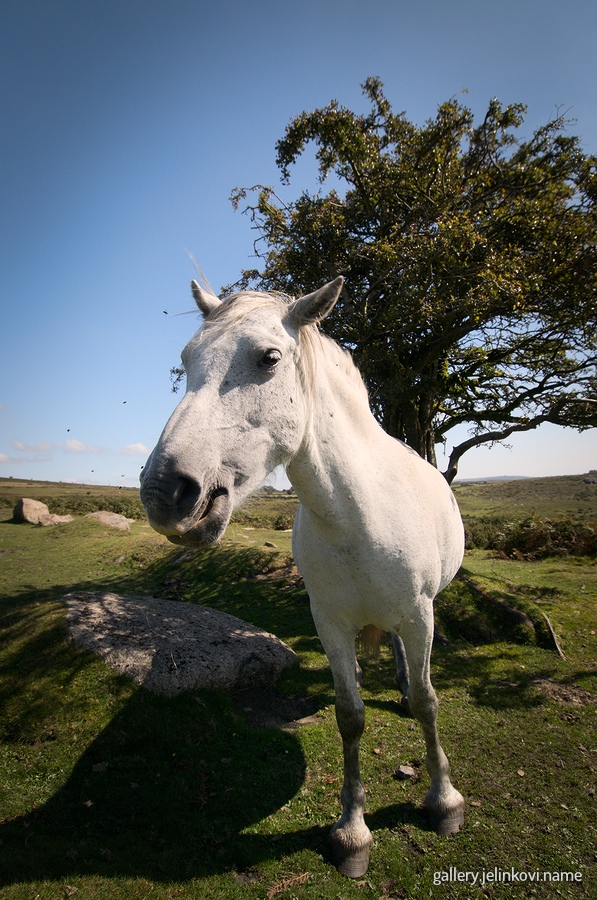 Dartmoor National Park