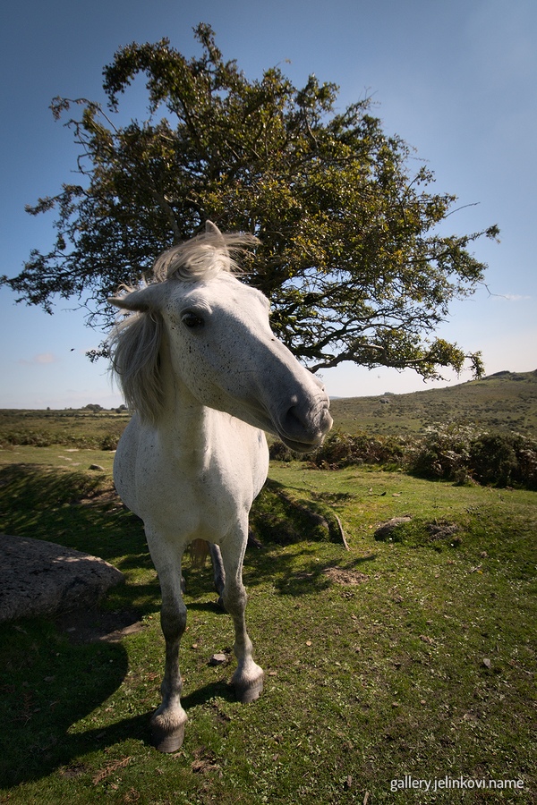 Dartmoor National Park