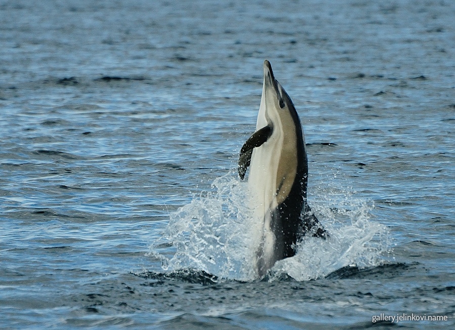 Common dolphin (Delphinus delphis)
