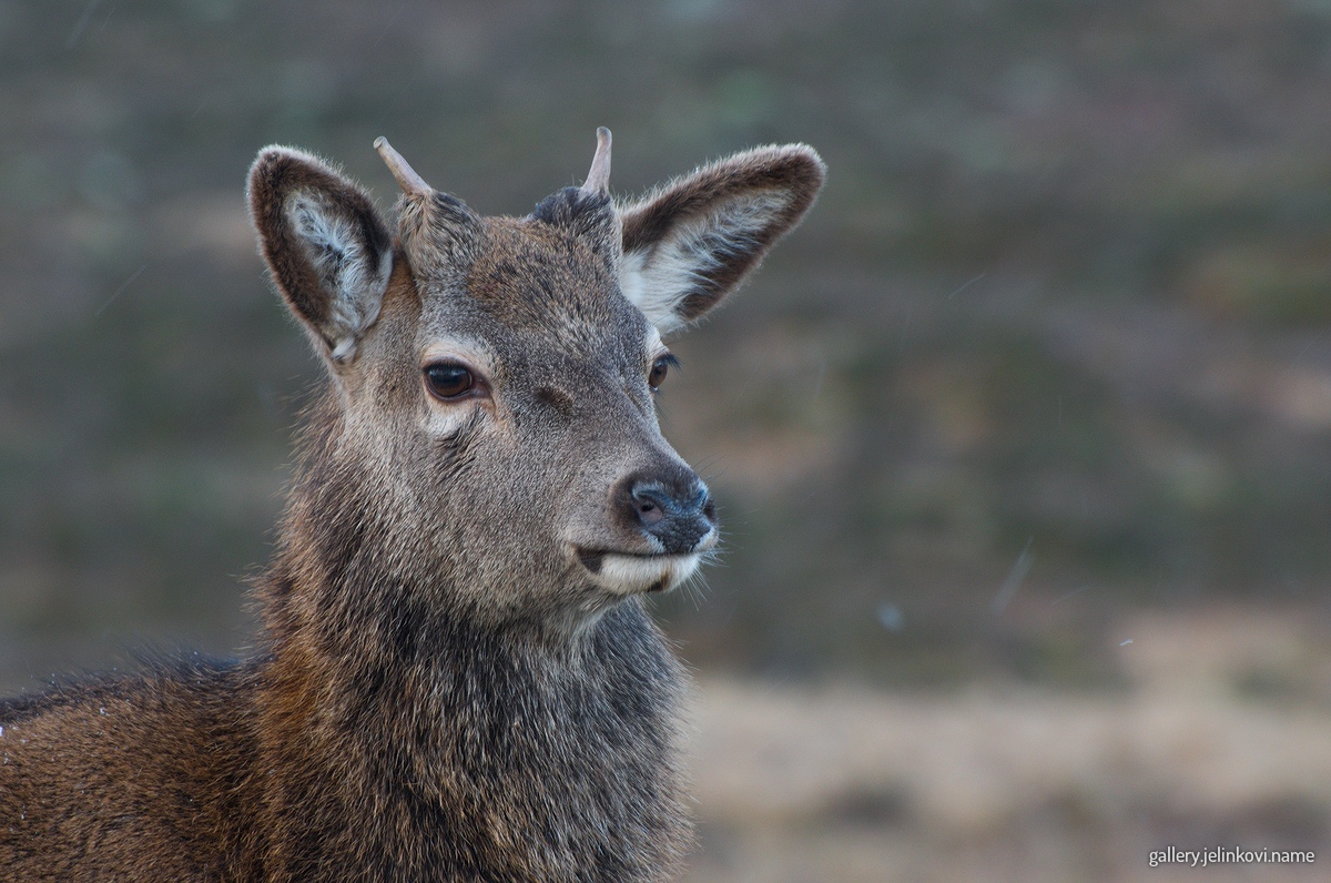 Roe deer (Capreolus capreolus)