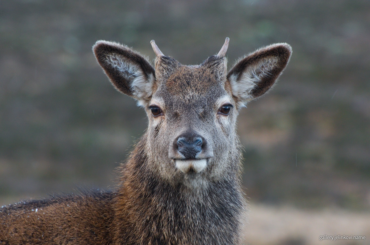 Roe deer (Capreolus capreolus)