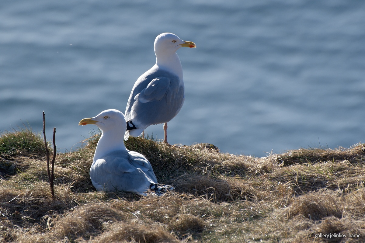 Herring gulls (Larus argentatus)