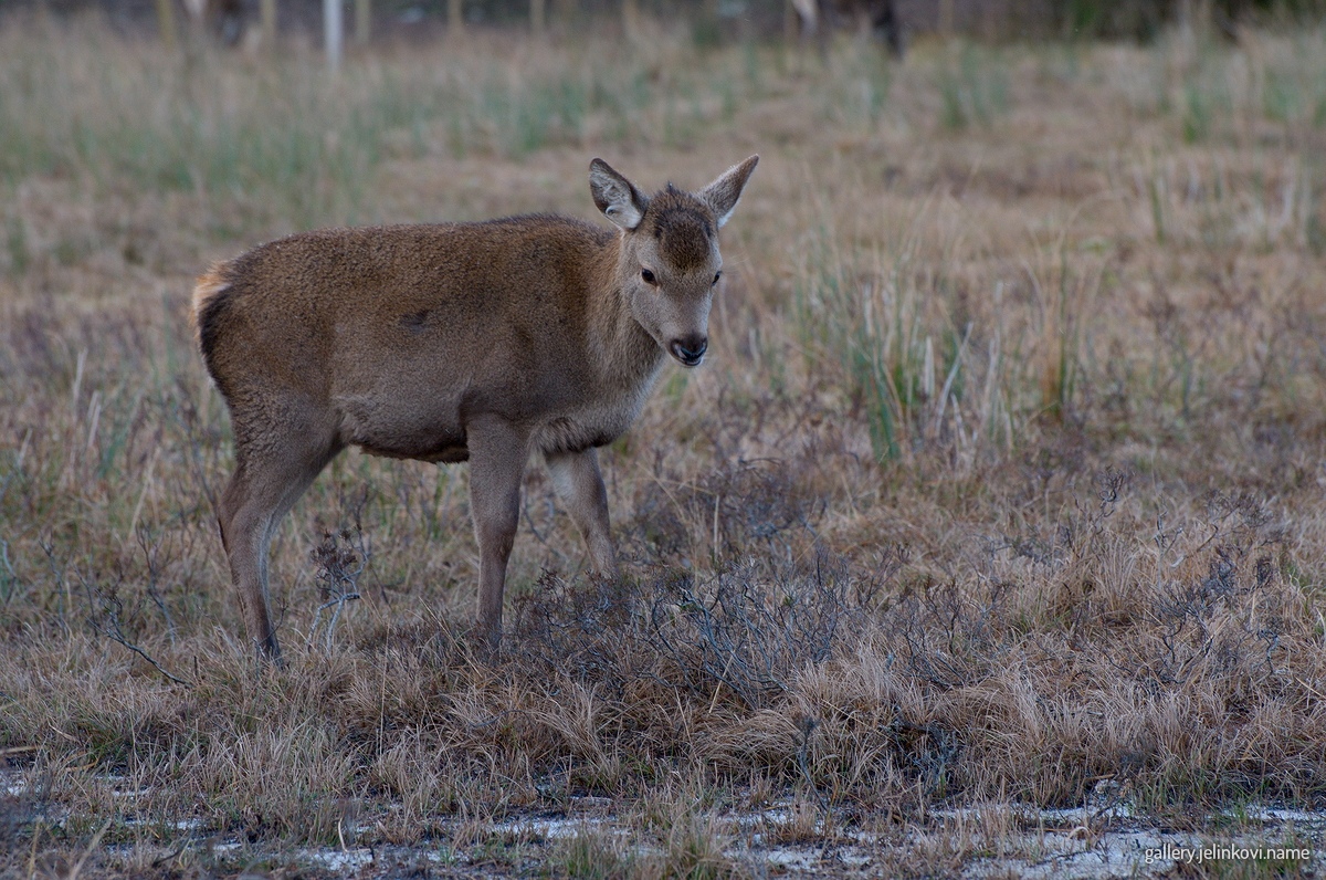 Roe deer (Capreolus capreolus)