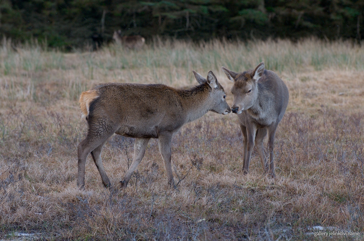 Roe deer (Capreolus capreolus)