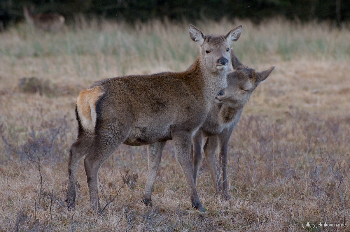 Roe deer (Capreolus capreolus)