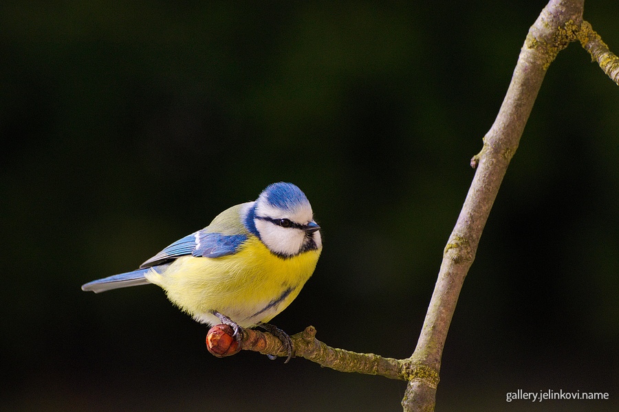 Eurasian blue tit (Cyanistes caeruleus)
