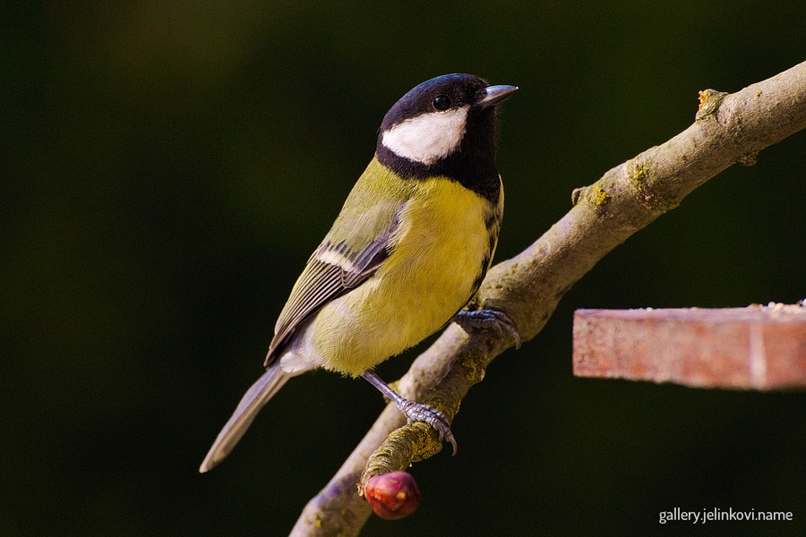 Great tit (Parus major)