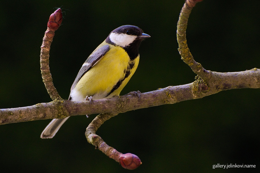 Great tit (Parus major)