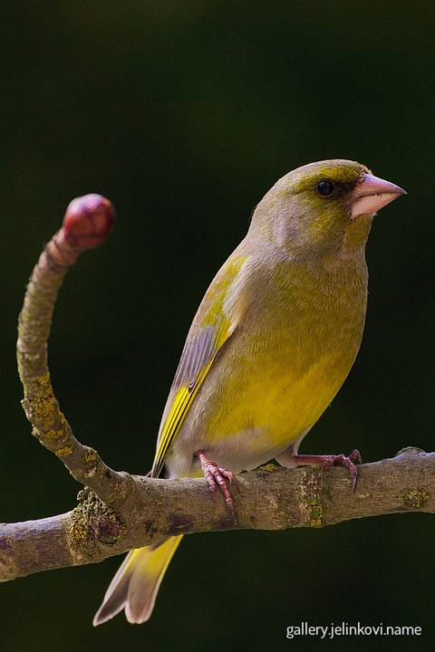 European greenfinch (Carduelis chloris) - female